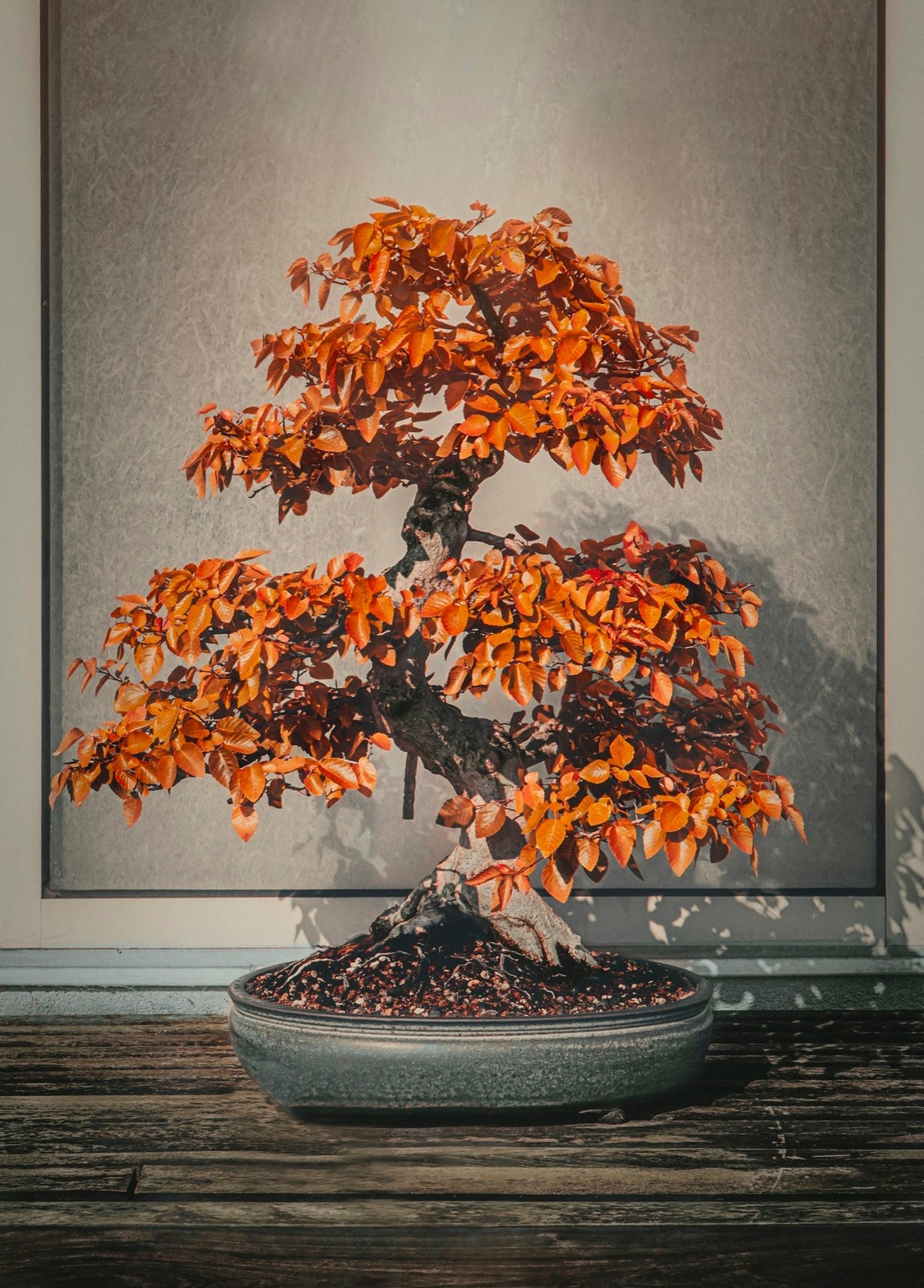 Mature bonsai with orange autumn foliage in a shallow oval pot