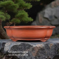 Red-orange lobed oval bonsai pot beside a pine with measurement labels