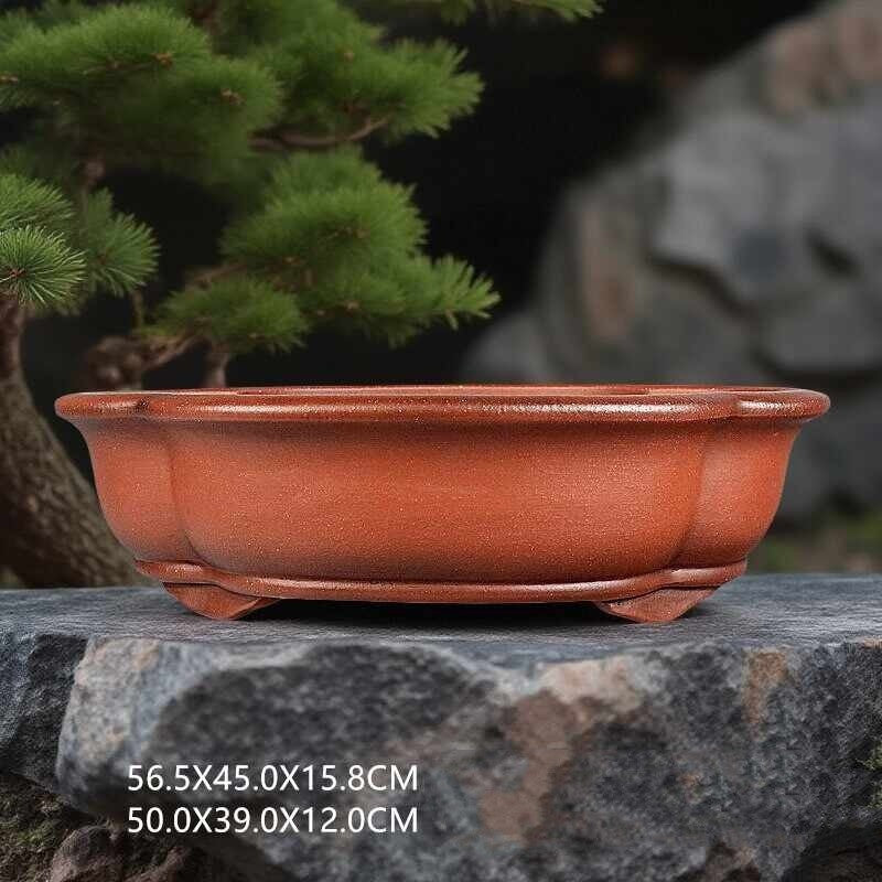 Red-orange lobed oval bonsai pot beside a pine with measurement labels