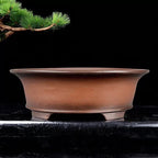 Large brown oval bonsai pot with flared rim beside pine branch