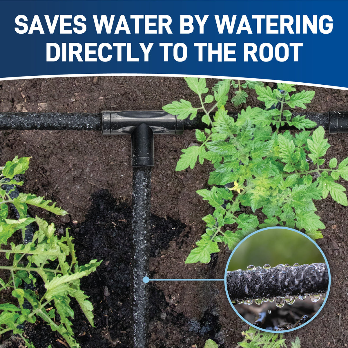 Soaker hose laid between plants with an inset showing water beads on the hose