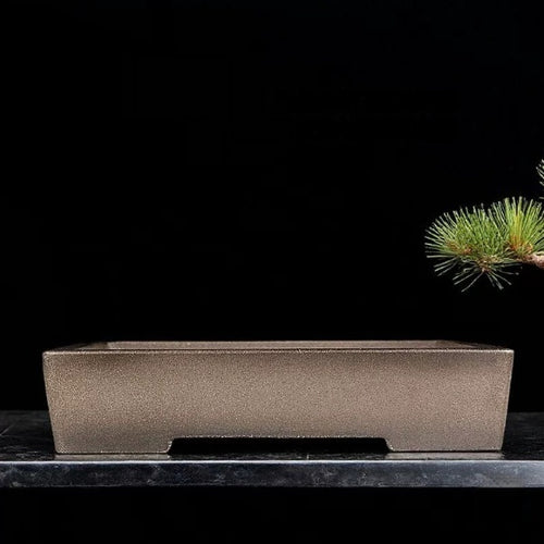 Taupe rectangular bonsai pot on stone beside a pine branch