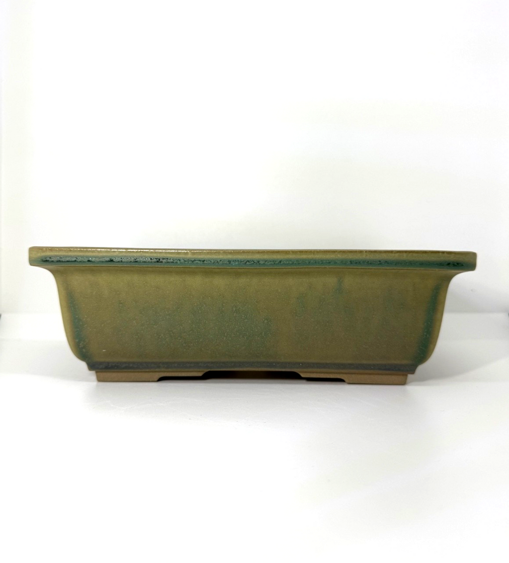 Olive-green rectangular bonsai pot with flared rim, straight walls and low feet