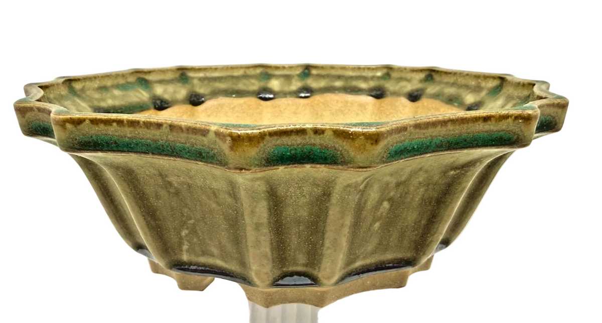Olive-green flower-shaped bonsai pot with fluted sides and a scalloped rim