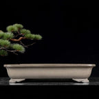 Taupe rectangular bonsai pot on a stone ledge beside a pine branch