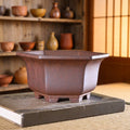 Brown hexagonal bonsai pot with flared rim and block feet on a book