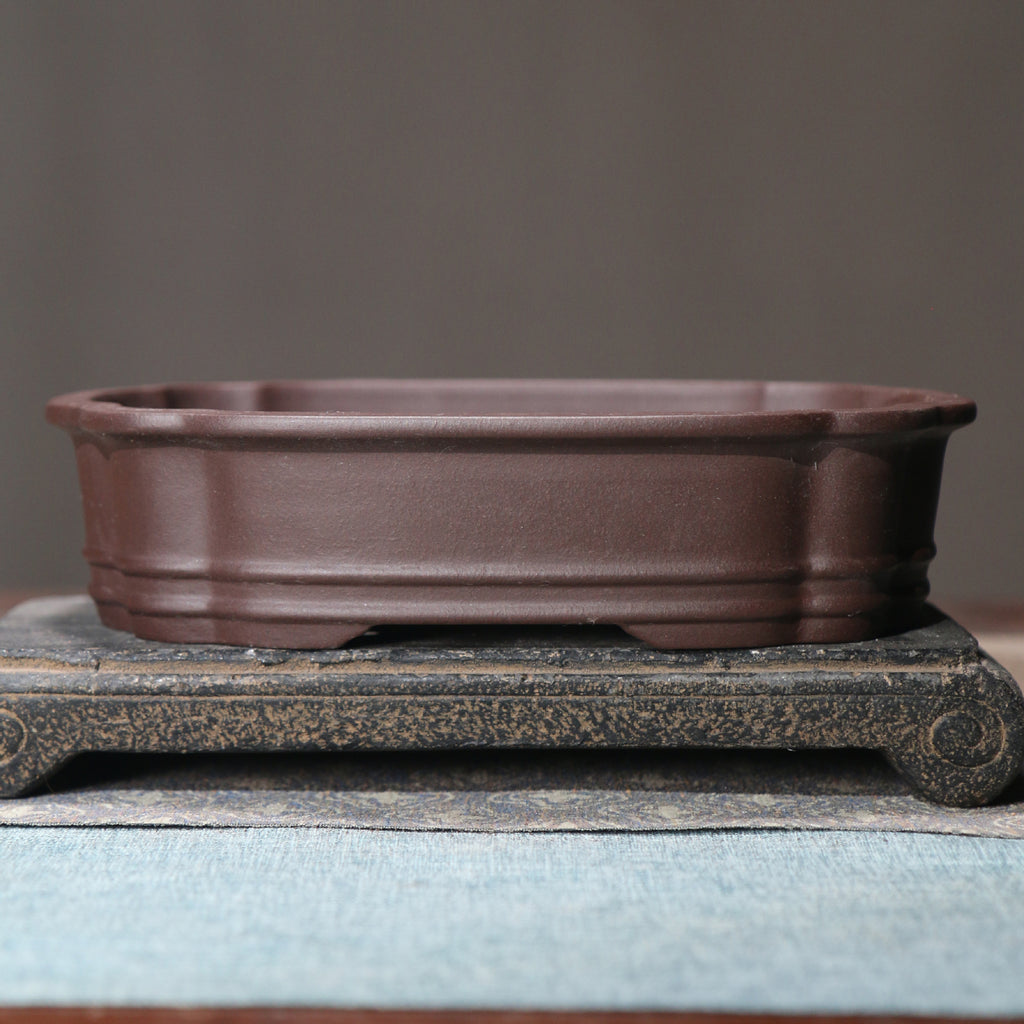 Rectangular purple clay bonsai pot display view