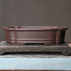 Rectangular purple clay bonsai pot display view