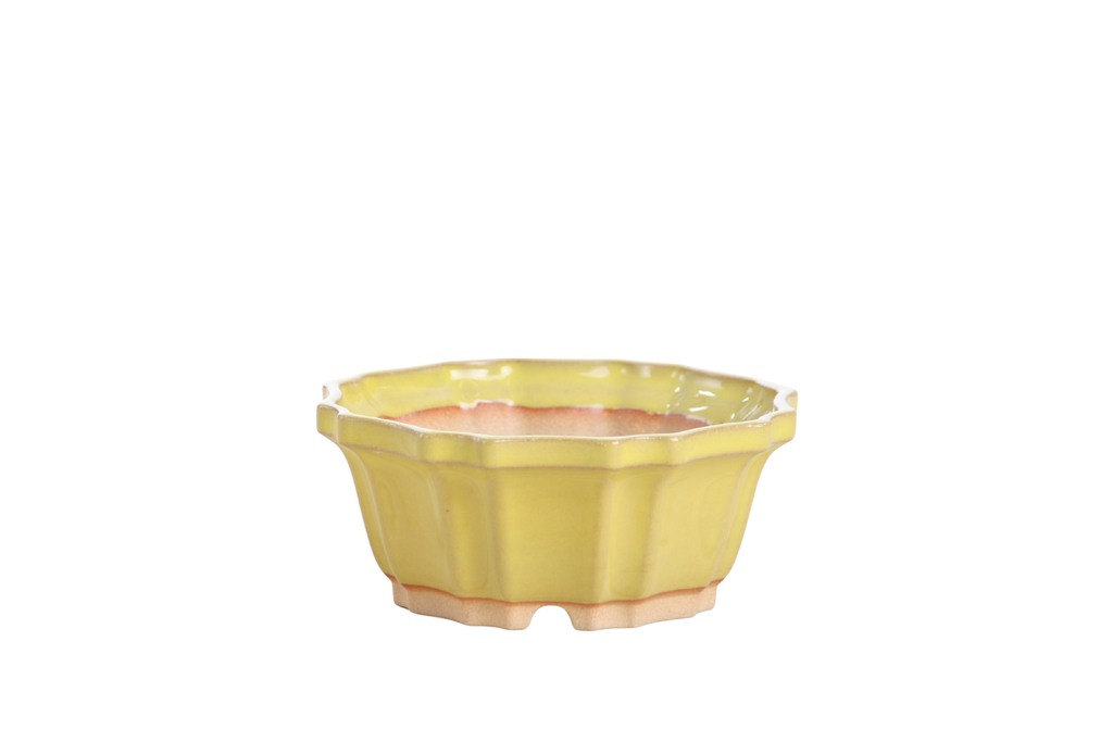 Yellow flower-shaped bonsai pot with fluted sides and a scalloped rim