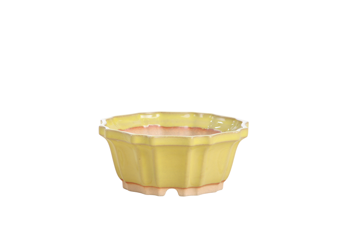 Yellow flower-shaped bonsai pot with fluted sides and a scalloped rim