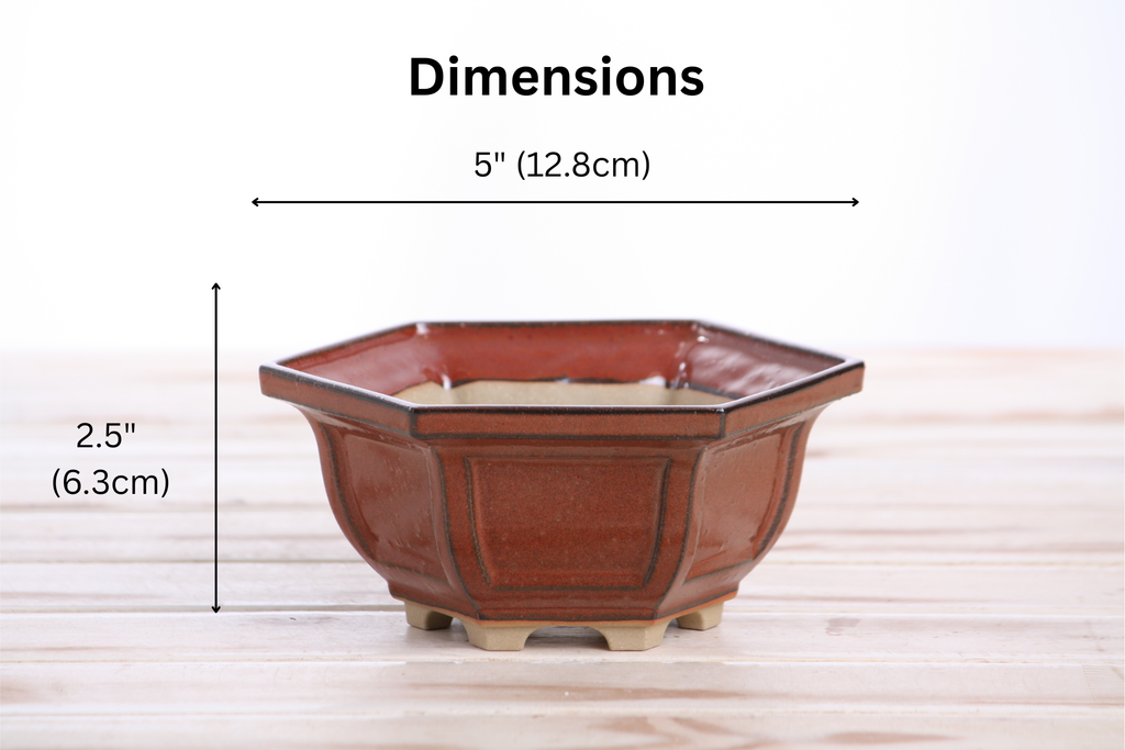 Dimension graphic of the rust-red hexagonal bonsai pot labeled 5-inch width and 2.5-inch height