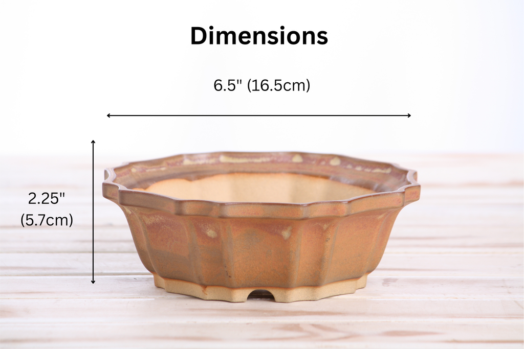 Dimension graphic of the warm tan-brown flower-shaped bonsai pot labeled 6.5-inch width and 2.25-inch height