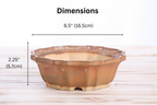 Dimension graphic of the warm tan-brown flower-shaped bonsai pot labeled 6.5-inch width and 2.25-inch height