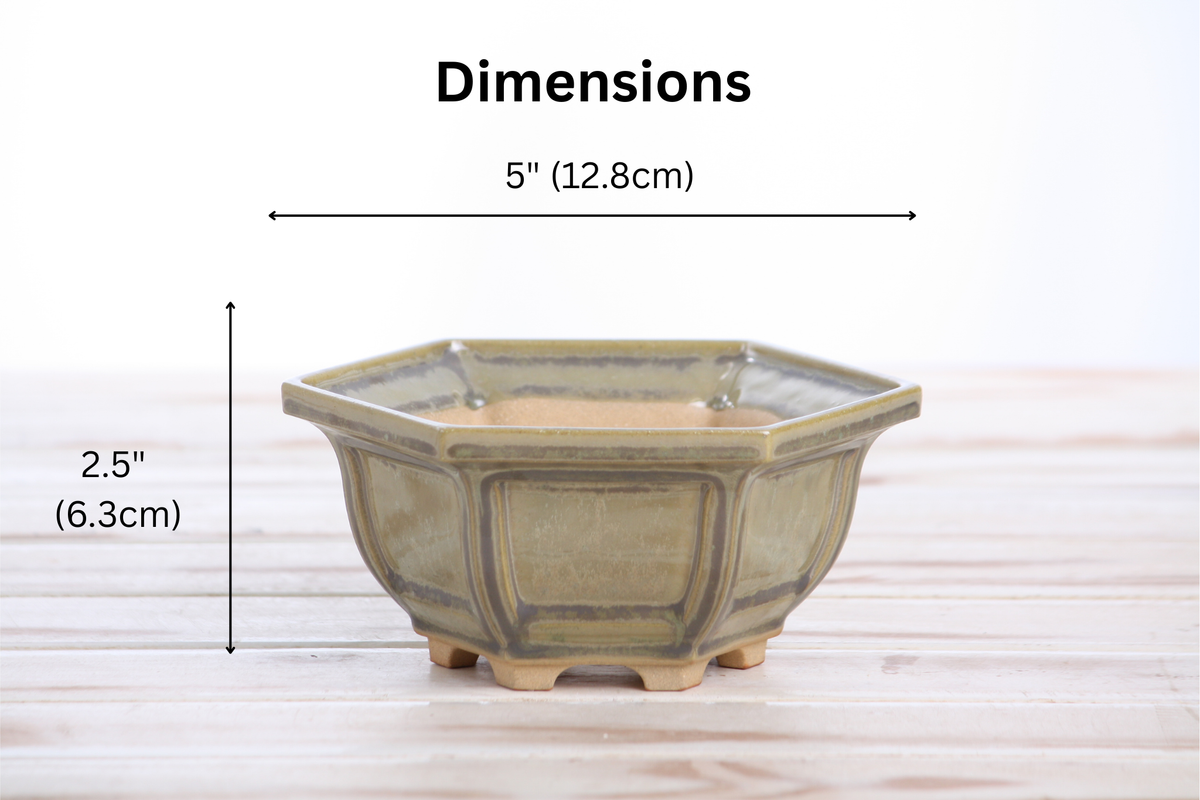 Dimension graphic of the pale olive-gray hexagonal bonsai pot labeled 5-inch width and 2.5-inch height