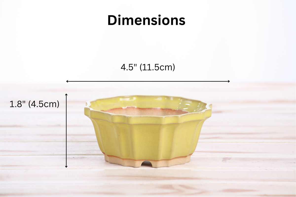 Dimension graphic of the yellow flower-shaped bonsai pot labeled 4.5-inch width and 1.8-inch height