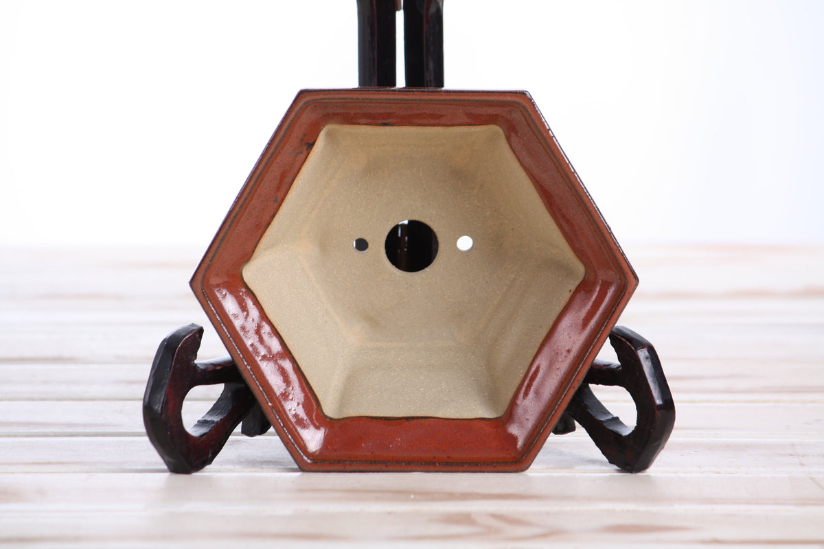 Interior of the rust-red hexagonal bonsai pot showing a central drainage hole and two smaller openings