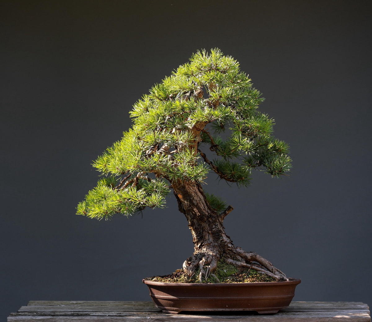 Pine bonsai in a shallow brown oval pot on a wooden bench.