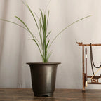 Tall dark round pot holding a narrow-leaved plant